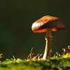 Champignon